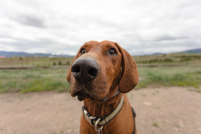 Close-up portrait of dog on field against sky