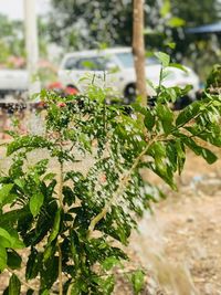 Close-up of plants against blurred background