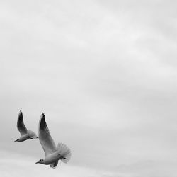 Low angle view of swans flying against sky