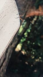 Close-up of plant against blurred background