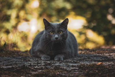 Portrait of a black cat