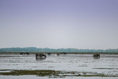 Horses in a lake against clear sky