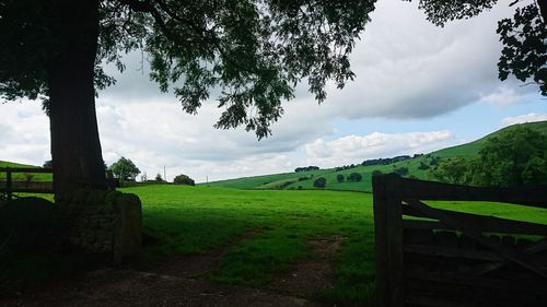 Trees on landscape against cloudy sky