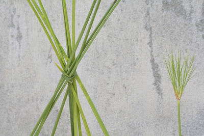 Close-up of plant in grass