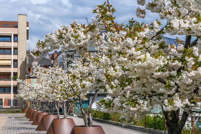 Cherry blossoms in spring