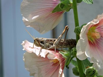 Close-up of grasshopper on flowers