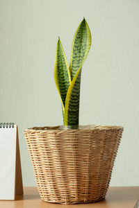 Close-up of potted plant on table against wall