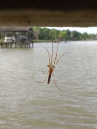 Close-up of spider