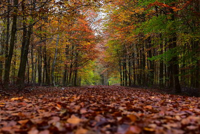Dirt road amidst trees in forest during autumn
