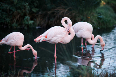 Flamingos in lake