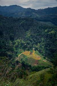 Landscape in the mountains, ella, sri lanka with tea plantation. portrait format