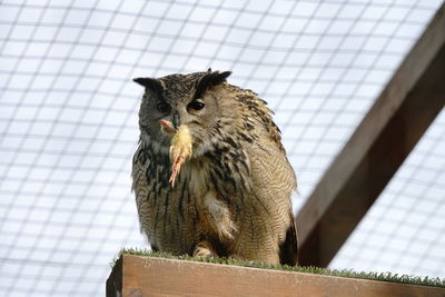 Low angle view of owl perching on roof