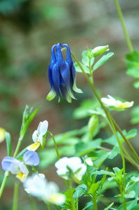 Close-up of purple flowers