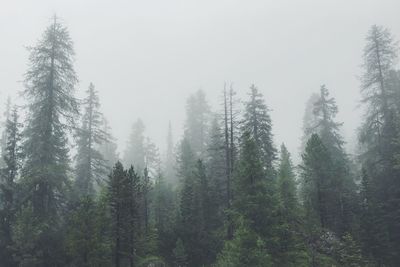 Panoramic shot of pine trees in foggy weather