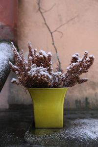 Close-up of potted plant on snow covered table