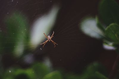 Close-up of spider on web