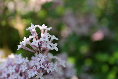 Close-up of white flowers blooming outdoors