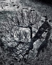 Shadow of bare tree