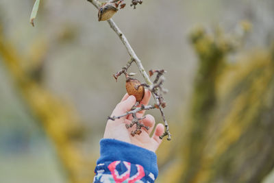 A child's hand holds an almond in the tree