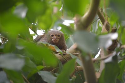 Low angle view of a squirrel on tree