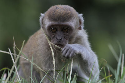 Portrait of monkey