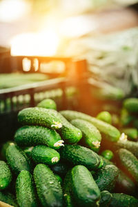 Heap green cucumbers at farmers' market