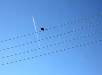 Low angle view of birds flying against clear blue sky