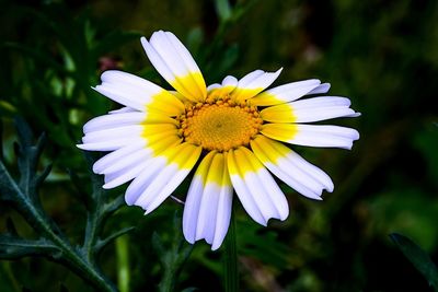 Close-up of white and yellow flower