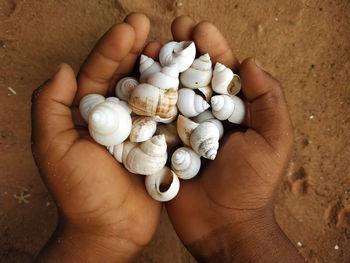 High angle view of hand holding shells