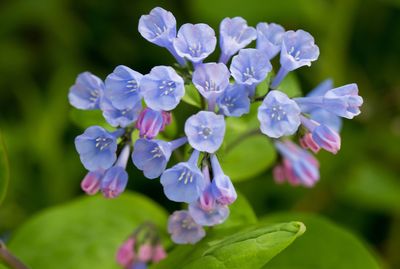 Close-up of purple flowers blooming