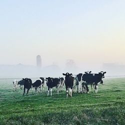 Cows grazing on field against clear sky