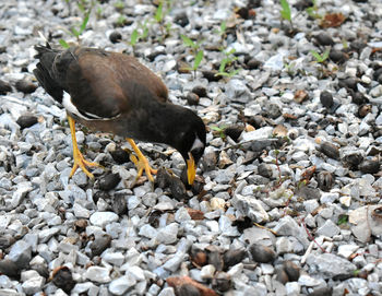 High angle view of duck on rock