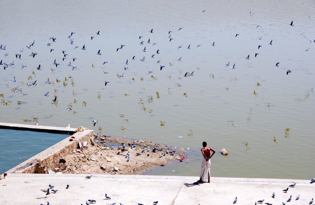 water, large group of animals, group of animals, animals in the wild, day, animal wildlife, vertebrate, men, real people, nature, bird, beach, leisure activity, lifestyles, sea, people, high angle view, outdoors, flock of birds