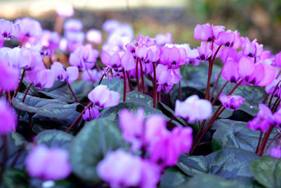 Close-up of purple flowers blooming outdoors