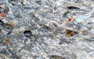 Fish swimming in sea