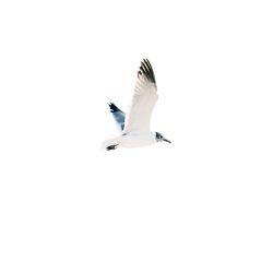 Low angle view of seagull flying against sky