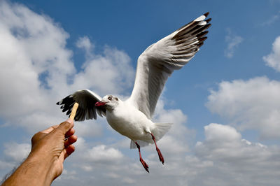 Seagulls, single or group flying in the blue sky, at bangpu, samutprakarn province in thailand.
