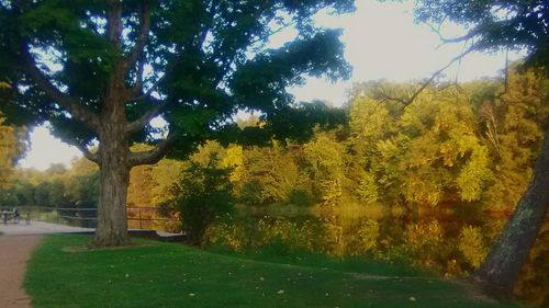 Trees on landscape during autumn