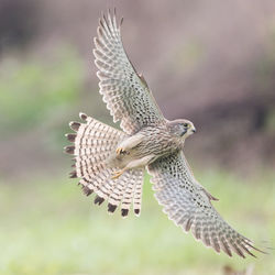 Close-up of eagle flying