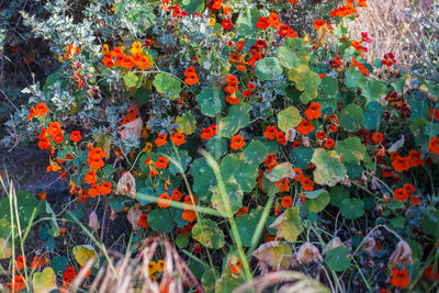 Close-up of orange flowers