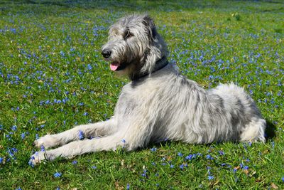 Dog sitting on grass