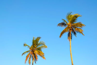 Low angle view of coconut palm tree against clear blue sky