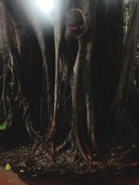 View of tree trunk