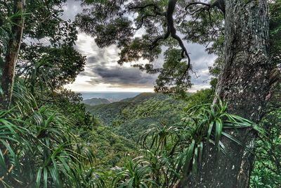 Scenic view of forest against sky