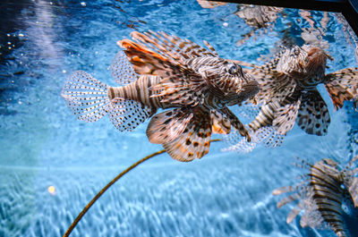 Close-up of fish swimming in sea