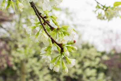 Close-up of cherry blossoms in spring