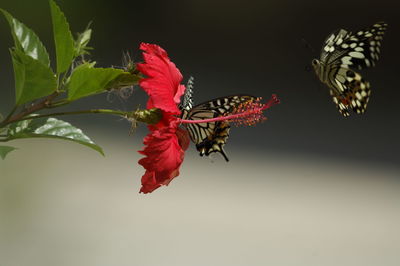 Close-up of butterfly on red flower