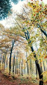 Low angle view of trees in forest during autumn