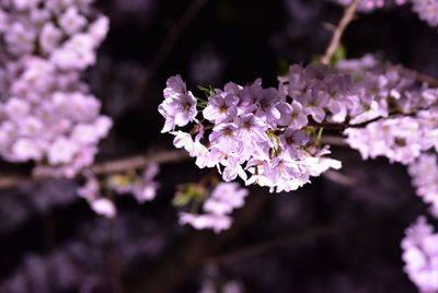 Close-up of pink flowers blooming in park