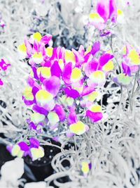 Close-up of purple flowers